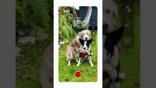 Короче, это YouTube Shorts