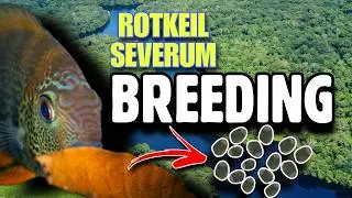 Severum Breeding-The Rotkeils of Amazon River