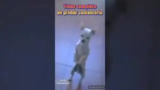 Top perros pequeños, 1 chihuahua #curiosidades #education #viral #animals #shorts