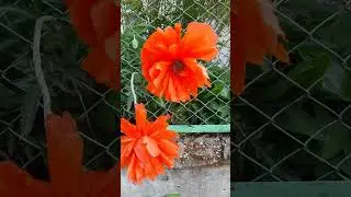 Магический Цветок-Загадка.СимволКрасотыЖизни, и УжасаСмерти. Дорога жизни выложена его зернышками.