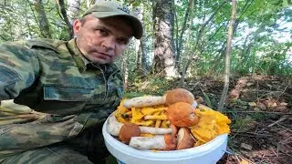 ГРИБЫ В СКАЗОЧНОМ ЛЕСУ!КАРЕЛИЯ ГРИБЫ 2023!