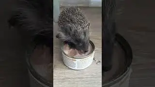 Прожорливый ежик