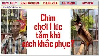 Live: Chia sẻ nhiều Kinh nghiệm chăm chim chào mào cho anh em được biết