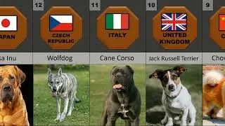 20 Dogs Never kept with Cats...