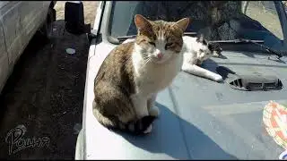 Боевые коты захватили Ниву
