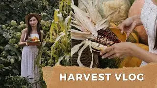 HARVEST VLOG 🍎 | Lelya Lee Life #slowliving  autumn's arrival Ukraine