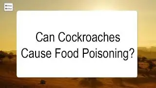Can Cockroaches Cause Food Poisoning