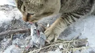 Cat Eating Mouse (Warning Crunchy)