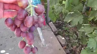 Сорт винограда 