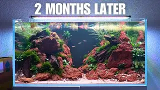 NO CO2 & LOW MAINTENANCE 40 Gallon Office Aquascape