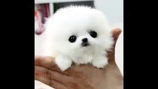 Cute Animals Video