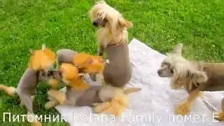 Бои без правил. Рыжие негры на татами!