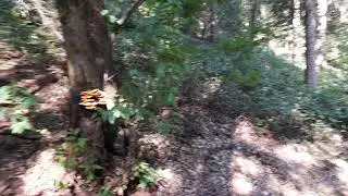La Pineta di Clusone, #relax tra la #natura #green #nature #floral #plants #tree #short