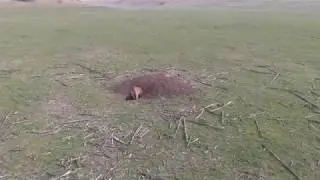 Байбаки