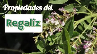 Propiedades medicinales del REGALIZ ( GLYCYRRHIZA GLABRA)