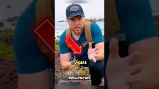 HE GOT STUNG BY A STONEFISH 😱 