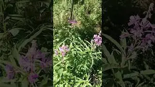 Собирать ли Иван чай?