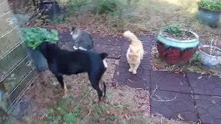🐕 hanging with 🐈's