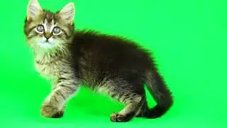 100% Free Green Screen - green | Chroma Key Effect