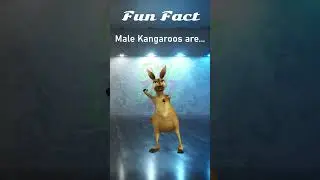 Fun Facts : Kangaroo Edition 🤣