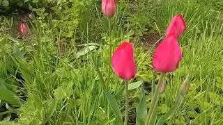 398-06.05.2023.137-й ВиДеОряд Розовые Тюльпаны Марк Субботин Медитация на Полнолуние.