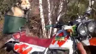 Собака, истинный друг