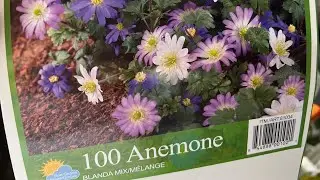 Plant Anemone Corms