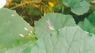 Butterfly and flower