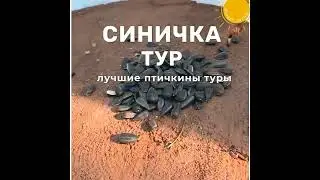 Улыбнись! Синичка тур приглашает птичек в лес на Урал