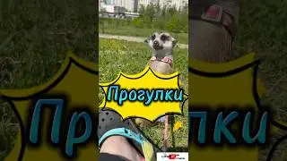 Прогулки #meerkat #сурикотики #cat #шпротик
