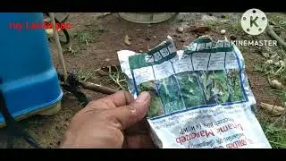 නෝකෝල වගාවට කෘමි නාශක සහ දිලීර නාශක මිශ්‍ර කර යොදමු./nokol wagawa//නෝකෝල් වගාව