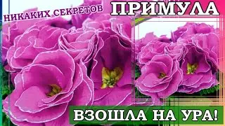 РАССАДА 2023.УСПЕХИ И ДОСТИЖЕНИЯ