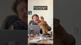 It really is better to work with a cat 😭💔Should Iriska join the team?💖Support me🐈