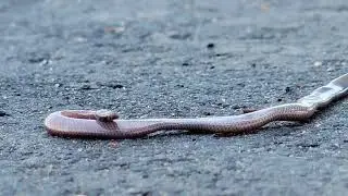little rare snake
