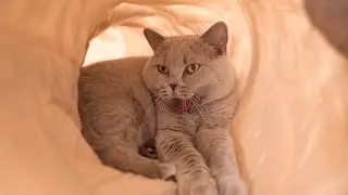 Cat in a Tunnel.