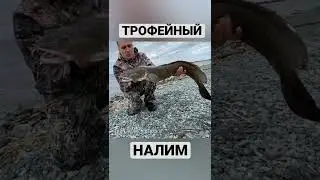 Трофейная рыбалка. 