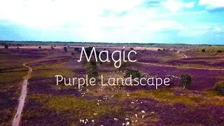 The magic of the purple landscape Elspeet 4K Drone
