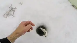 Ловля язя зимой на мормышку