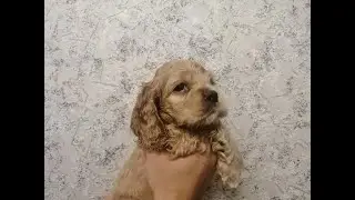02.07.2022г. Это второй раз родила Джесси
