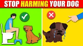 Stop Doing These 14 Things to Your Dog