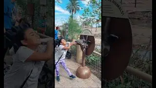 Phoenix zoo, homeschool field trip 