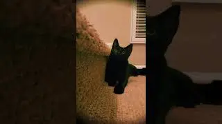 Cat gets a big mushroom