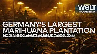 CANNABIS OUT OF A FORMER NATO-BUNKER: Germany's largest, legal marihuana plantation