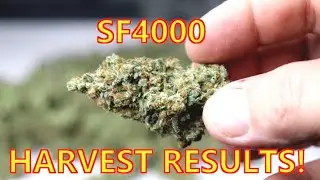 SPIDER FARMER SF4000 Harvest Results!!