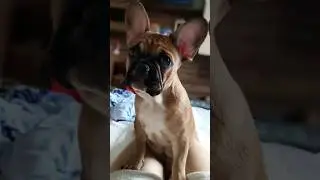 ТЫ МОЯ❤ #recommended #pets #dog #рекомендации