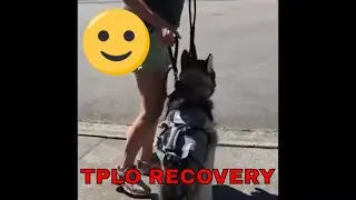 TPLO Surgery Recovery Week Six
