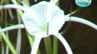 nama binatang