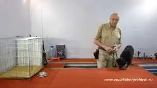 How to teach a dog not to be afraid of gunshots