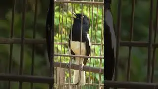 chòe than hót hay giọng dài căng lửa