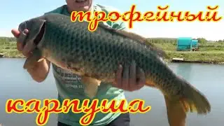 Трофейный карп в РК Азарт в нерестовый запрет.